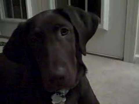 Gia tries to eat camera as a puppy