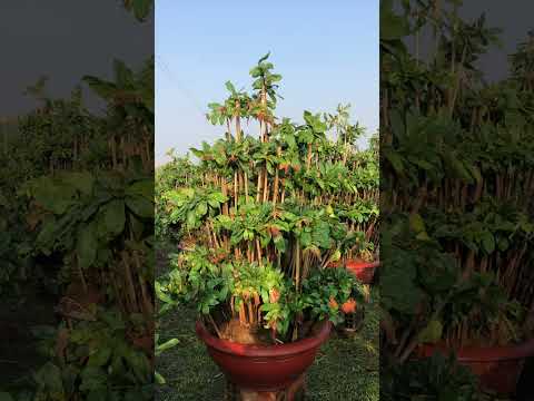 Cúc lai cây rin gl cả nhà.h28.cao 1.5m.ngang 1.1m.ae st alo e đt 0966095679