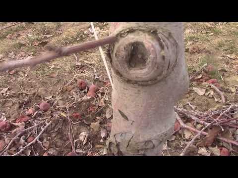 Grafting Season 2018   day 28   How to side graft an apple tree