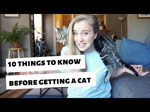 3rd YouTube video about are cats low maintenance