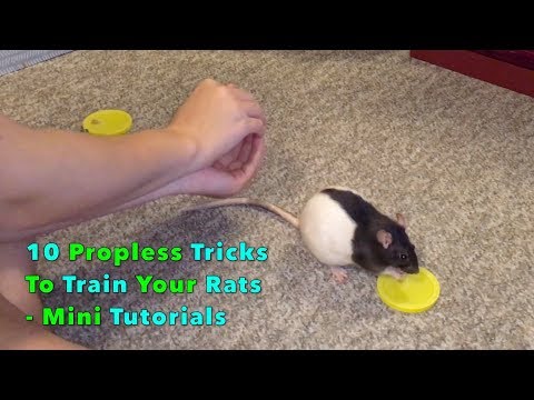 10 Tricks To Train Your Rats Using The Human Body As A Prop - Mini Tutorials
