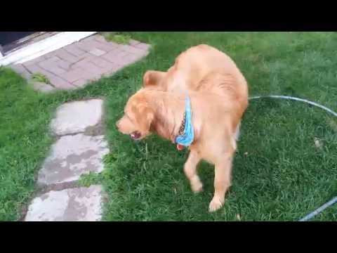 4K - 7 months golden retriever playing with water