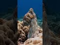 Camuflagens do polvo gigante no mar #shortsviral