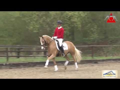 Deine Maid 6j. Stute v. FS Dior de Luxe / Derbino