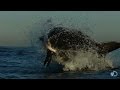 In Search Of Colossus Shark Week