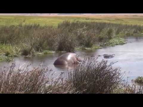 Hippos Mating   Ngorongoro Park   2015