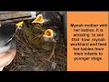 Story Of A Mynah Bird Family