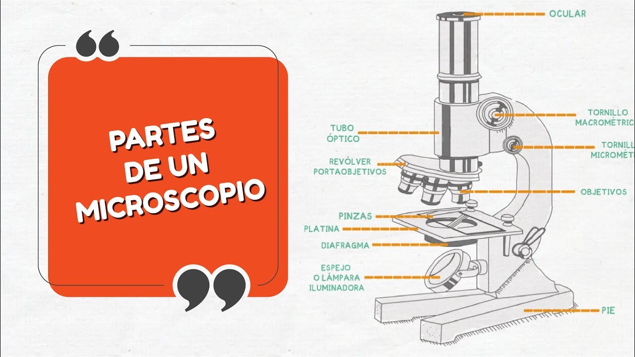 Partes de un microscopio| E.3 – T.0