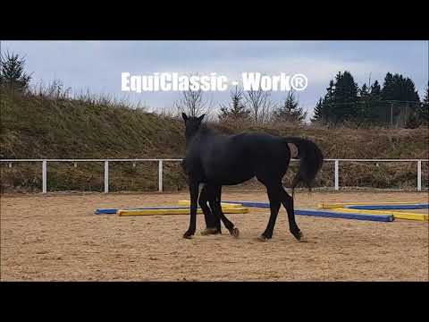 Mustang Makeover 2018 Sonja Kutter Vorstellungsvideo