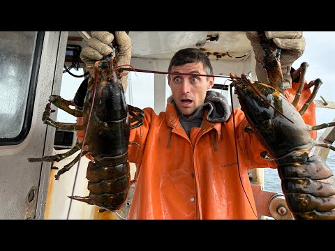 Massive Twin Lobsters From The Deep!