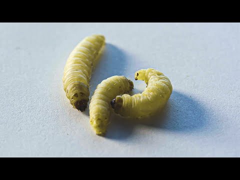 Meet The Plastic-Eating Worms | Planet Fix | BBC Earth Science
