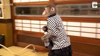 preview picture of video 'Famous Monkey waitress at restaurant... Wow ... Must watch...'
