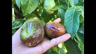 Arizona Grown Passionfruit