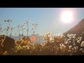 Relaxing summer field HD loop (infinite hours) Relaxing summer field HD loop (infinite hours)