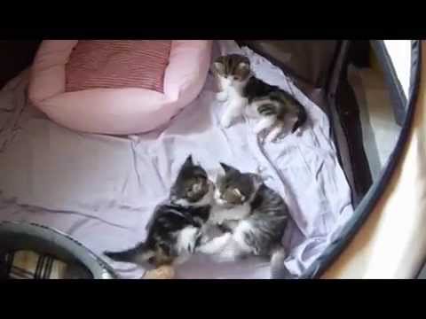 Kittens of Pasky and Hedda, 4 wks old