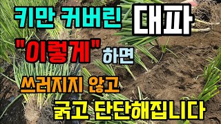 대파 옮겨 심는방법 봄부터 이렇게 해주면 굵고 단단해지고 두배 더 수확 대파 심는시기 대파 웃거름 방법 #대…