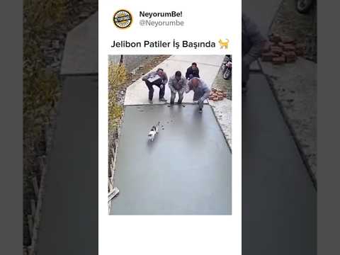 Ah Kediler Kara Kediler 😅 Makara Yorumlar #900  📣 #shorts #mizah