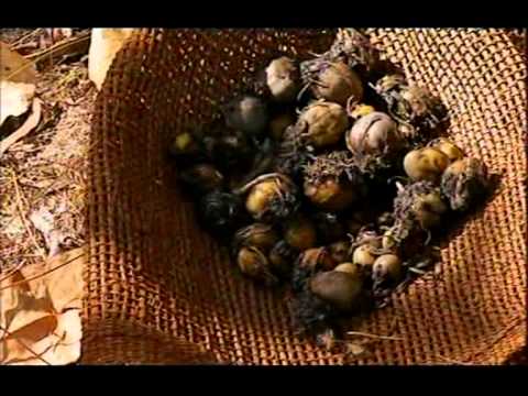 *Ray Mears* Wild Food part 1