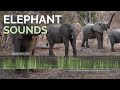 Elephant Sounds Roars Deep Growls Trumpeting Sounds