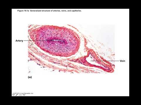 Chapter 19 Blood Vessels Part1