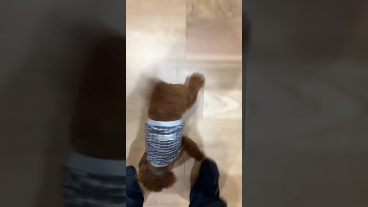 うちのトイプー、カサカサうごく