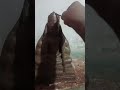 Pandi Ayya Pandimuni Song Madurai Whatsapp Song