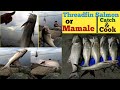 Mamale Or Threadfin Salmon Hunt Catch Cook