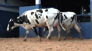Vídeo 9 - 1ª ETAPA MEGA LIQUIDAÇÃO TOTAL AGROPECUÁRIA MARAJOARA - DIA 4 | GADO GIROLANDO E HOLANDÊS