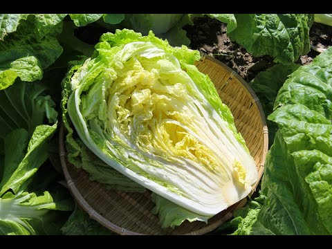 AWESOME CHINESE CABBAGE FARM | HARVEST - MODERN AGRICULTURE TECHNOLOGY