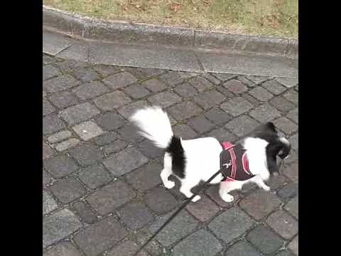 トイプードルのいせくん、犬用車椅子で歩く