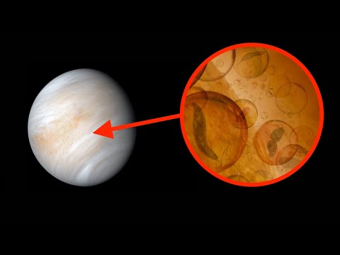 Astronomen entdeckten Leben auf der Venus!