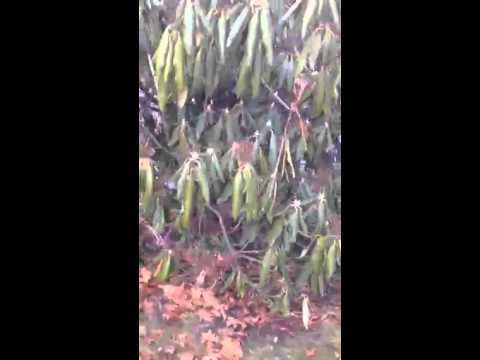 Up close and personal with the Hawk