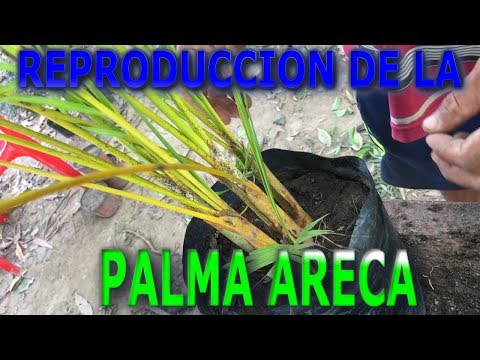 , title : 'Como reproducir la palmera Areca-Cuidados de la palmera Areca || Info Garden'
