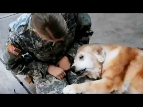 When Dogs Love you more than themselves 🐶 🎵hotvocals