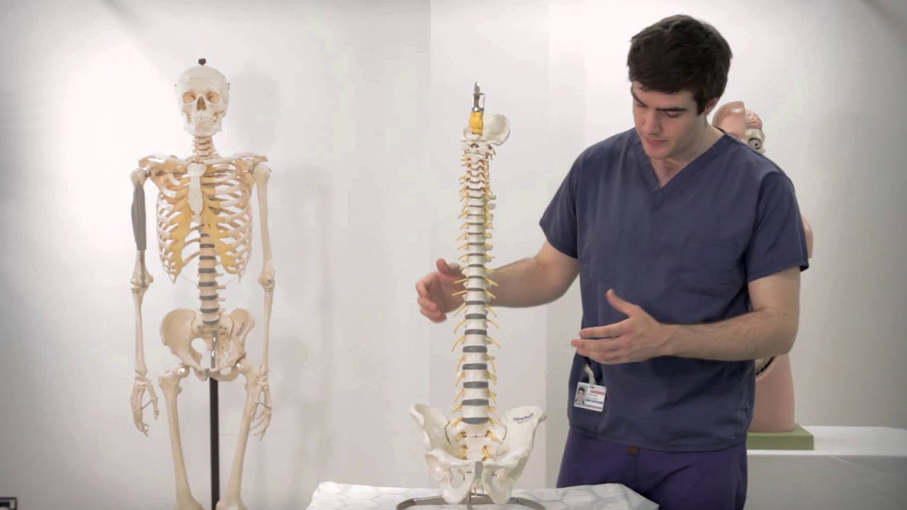 Spine Tutorial - Fastbleep Schools