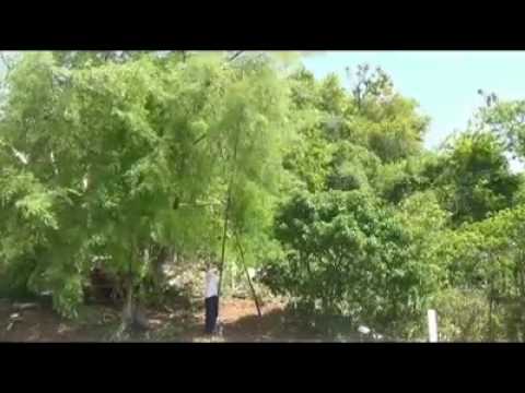 Victor Rosario La loma del tamarindo