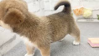 ハーフ犬の動画01