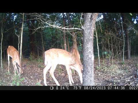 Punvoe LK226/PV226：Field test footage of Punvoe Trail Camera