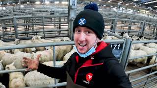 Selling STORE LAMBS at a Scottish livestock market  |  Grass is running out