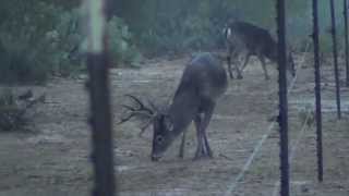 preview picture of video 'Mexico Whitetail Buck - New Guy - Rancho Alto Bonito'