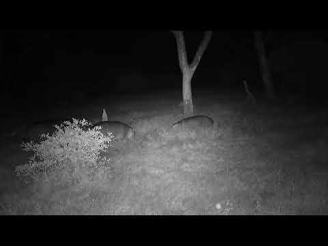 Djuma: Two Hippo youngsters challenging each other - 18:30 - 05/29/2023