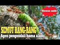 Mengenal Semut Rangrang Arsitek Alam Yang Tangguh Dan Kompak