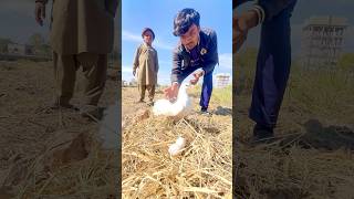 Download lagu Placed the pigeon on the windowsill 😍🥰 #shorts mp3 Download lagu Placed the pigeon on the windowsill 😍🥰 #shorts mp3