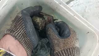 2 revólveres de uma vez