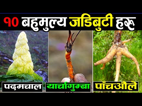 नेपालमा पाइने 10 महंगा जडिबुटी || 10 Expensive Medicinal Plants || Most Profitable Medicinal Plants