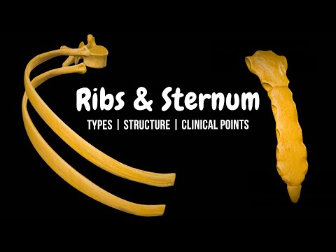 Ribs & Sternum (Thoracic Cage): Classification, Landmarks & Clinical Anatomy