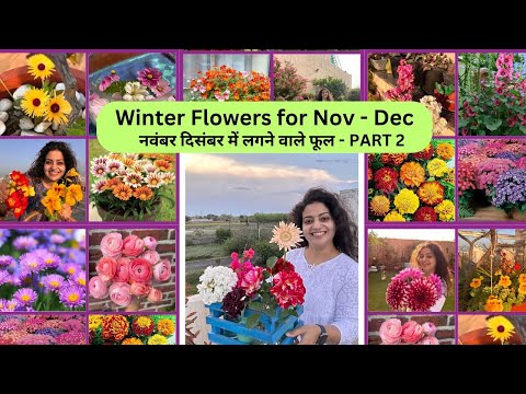 Winter Flowers for November December Part 2 | अपने बगीचे को फूलों से भरो #flowerlover