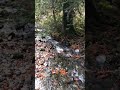 Bikini Falls Shorts Rosscosauadventures Goldsniping