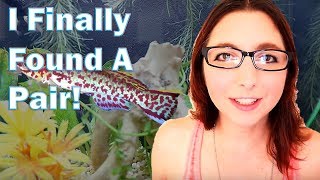 Gardneri Killifish Aquarium Set Up, My New Pair of Gardneri Killifish