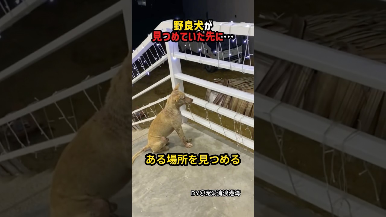 この子の目が、忘れられない…